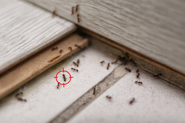 Best Residential Pest Control  in Navy Yard City, WA